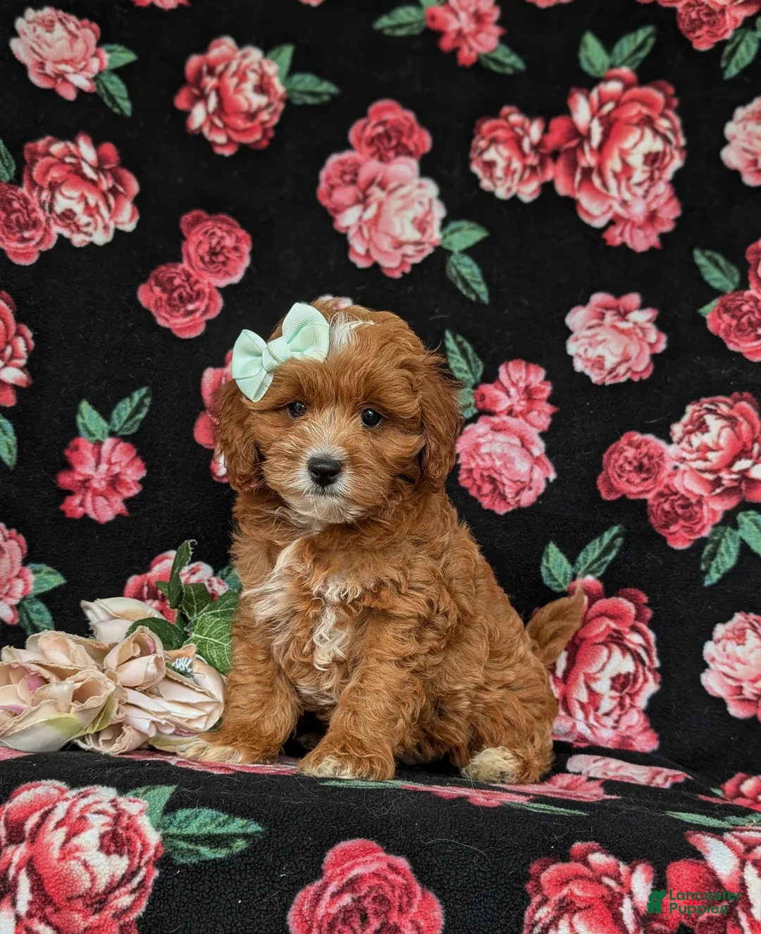 Cavapoo dogs for sale: Godiva - Ad 1
