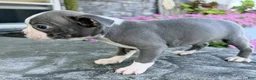 Boston Terrier dogs for sale: Duke - Ad 5