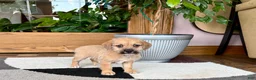 Mixed Breed dogs for sale: Larry - Ad 5