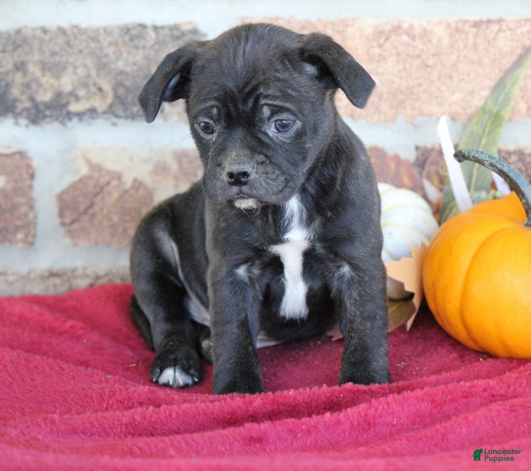 Mixed Breed dogs for sale: Dalton - Ad 1