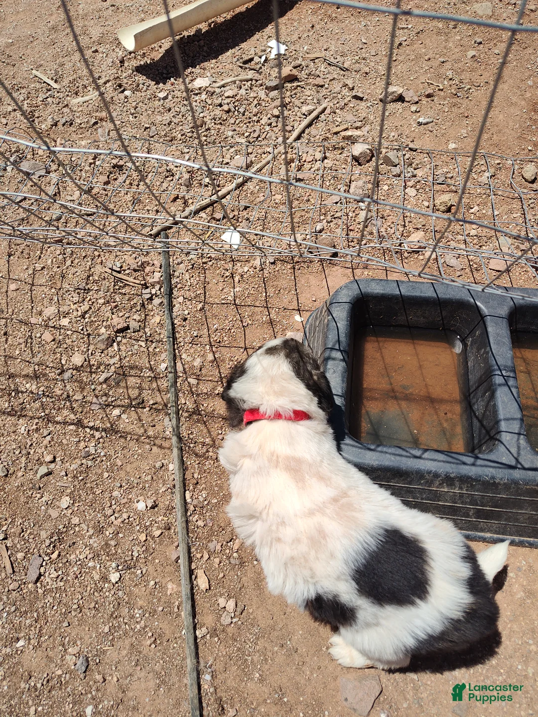Mixed Breed dogs for sale: Working Anatolian Pyrenees Great Pyrenees Puppy - Ad 1