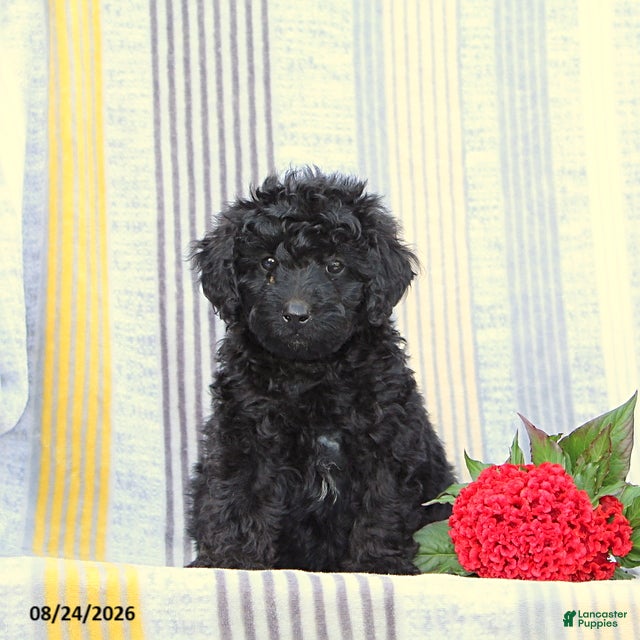 Miniature Poodle dogs for sale: Snapper - Ad 4