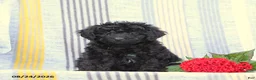 Miniature Poodle dogs for sale: Snapper - Ad 1