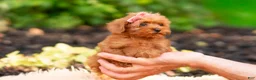Maltipoo dogs for sale: Merrelle - Ad 8