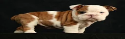 English Bulldog dogs for sale: Autumn - Ad 10