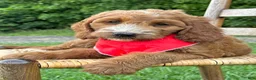 Irish Doodle dogs for sale: Maggie - Ad 8