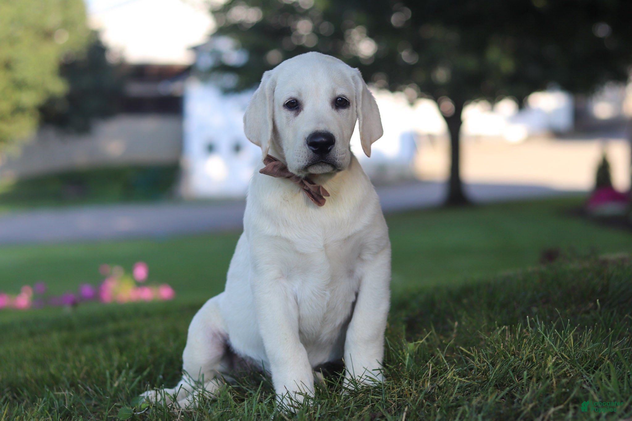 Labrador Retriever dogs Bernie - Ad 1