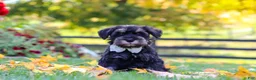 Miniature Schnauzer dogs for sale: Johnny - Ad 3