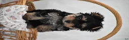 Yorkshire Terrier dogs for sale: Buttons - Ad 12