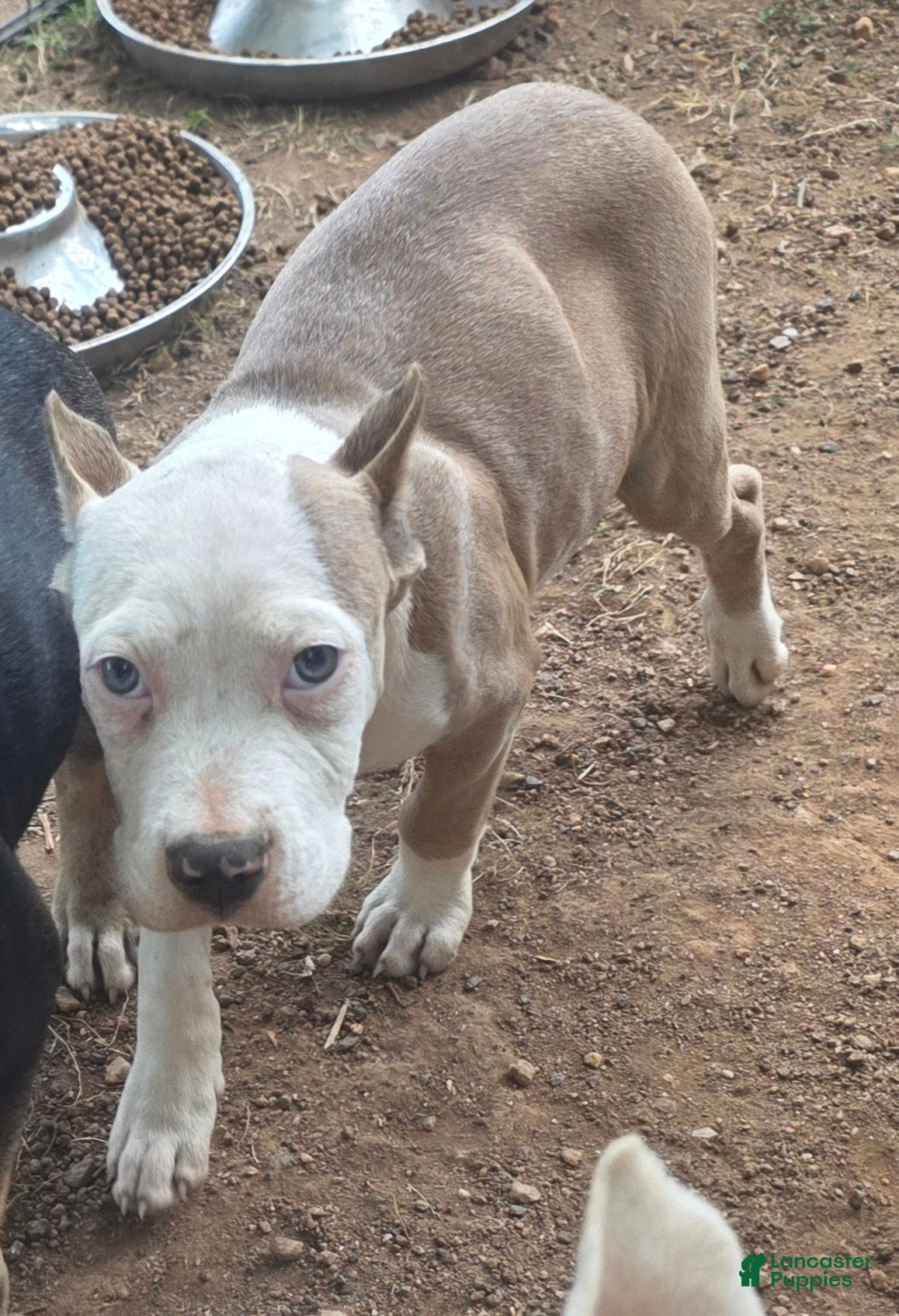 American Bully dogs Pocket Bully male 2 - Ad 38