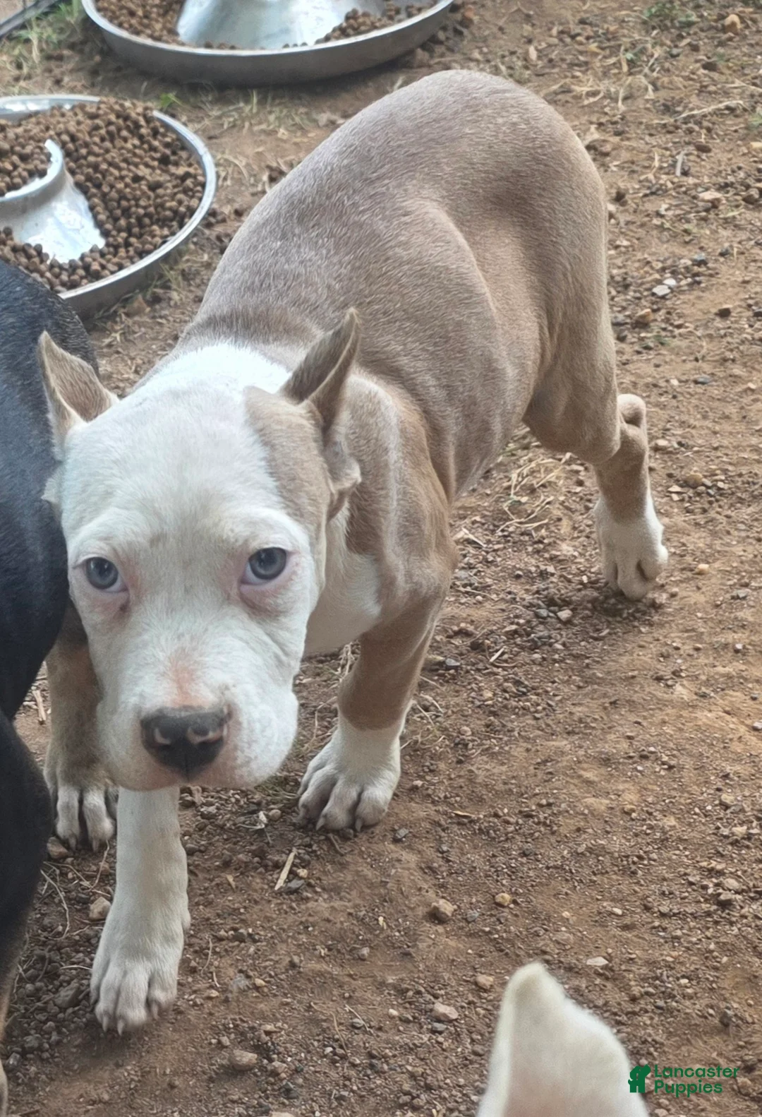 American Bully dogs for sale: Pocket Bully male 2 - Ad 1
