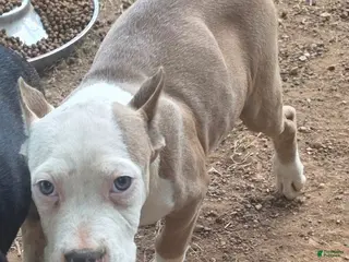 American Bully dogs Pocket Bully male 2 - Ad 38