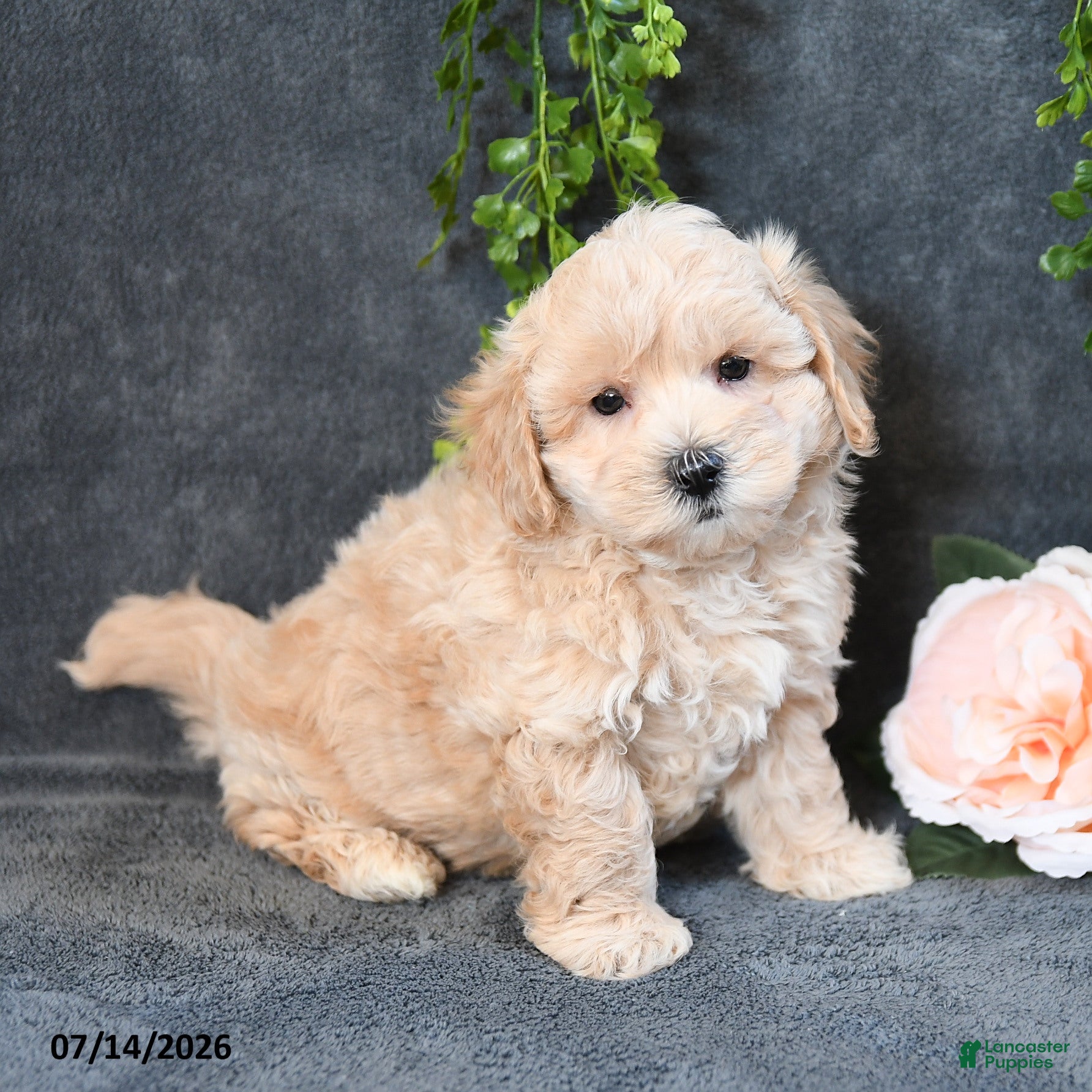 Maltipoo dogs Ian - Ad 1