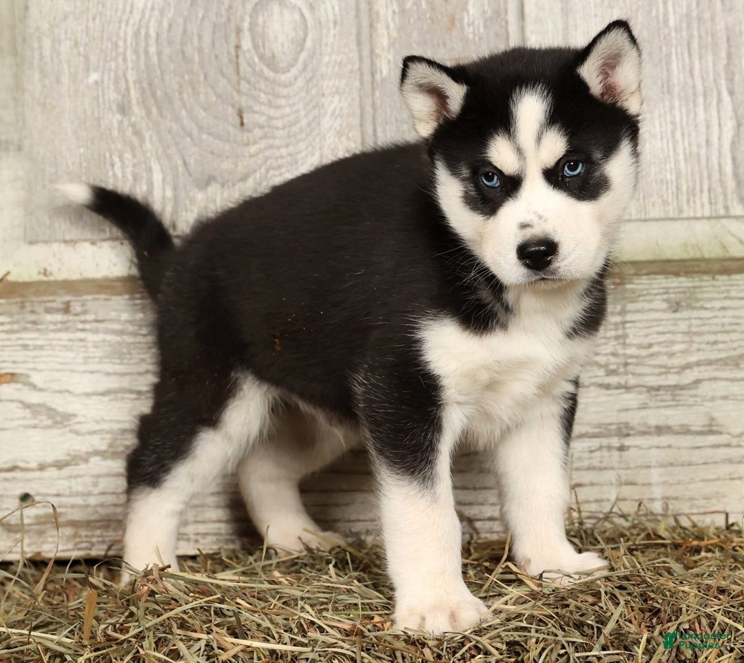 Siberian Husky dogs for sale: Royal - Ad 2