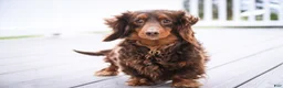 Miniature Dachshund dogs for sale: Barnaby Miniature Dachshund  - Ad 8