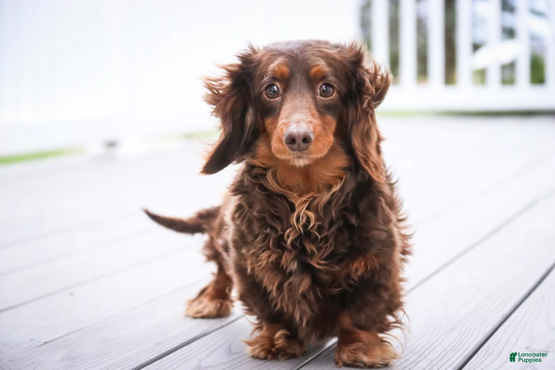 Miniature Dachshund dogs for sale: Barnaby Miniature Dachshund  - Ad 8