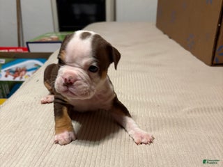 Olde English Bulldogge dogs Kayce - Ad 21