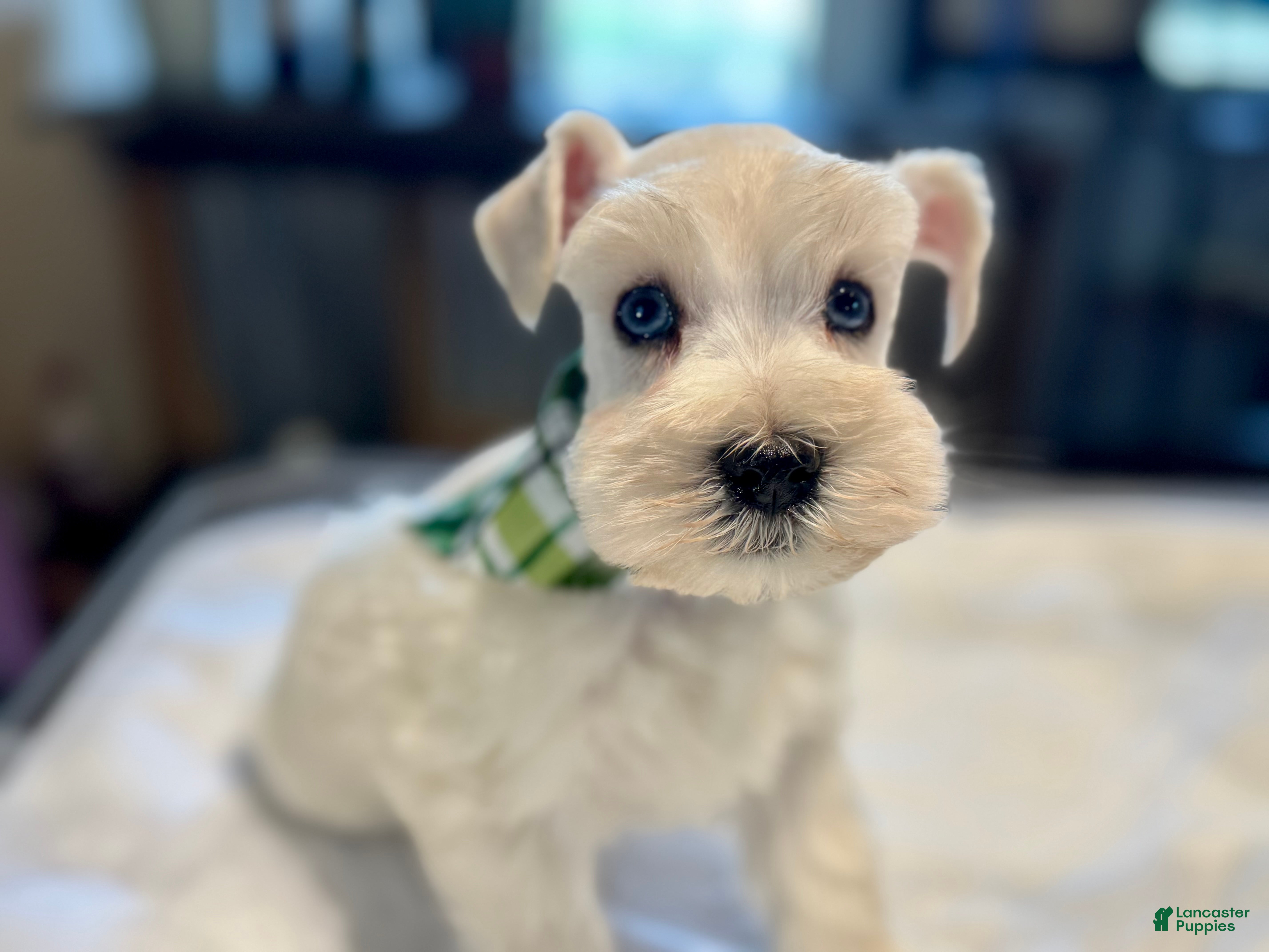 Miniature Schnauzer dogs Mr. Frost - Ad 1