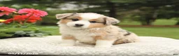 Miniature Australian Shepherd dogs for sale: Sharla - Ad 3