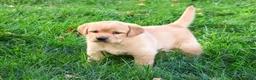 Goldador dogs for sale: Bridget - Ad 5