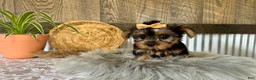 Yorkshire Terrier dogs for sale: Tiana - Ad 8
