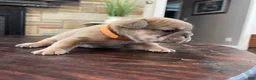 French Bulldog dogs for sale: Nebula - Ad 5