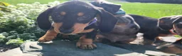 Miniature Dachshund dogs for sale: Zurie - Ad 18