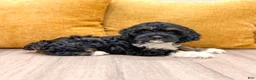 Cockapoo dogs for sale: Bailey - Ad 3
