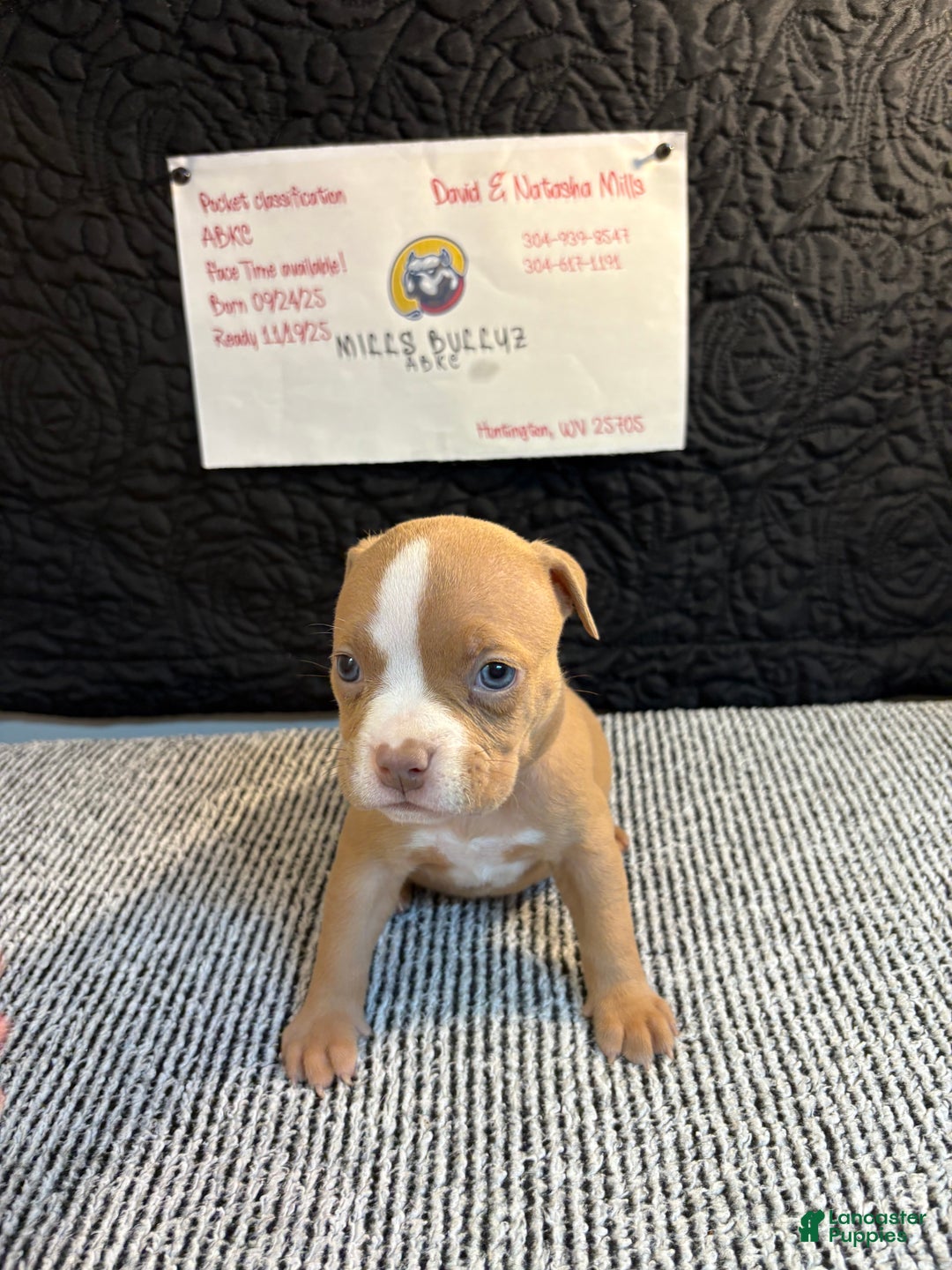 American Bully dogs for sale: Caramel  - Ad 4