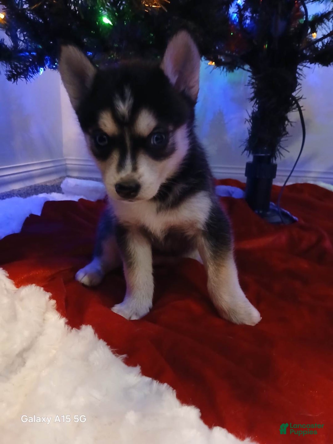 Pomsky dogs for sale: Pomsky Puppy 5 - Ad 3