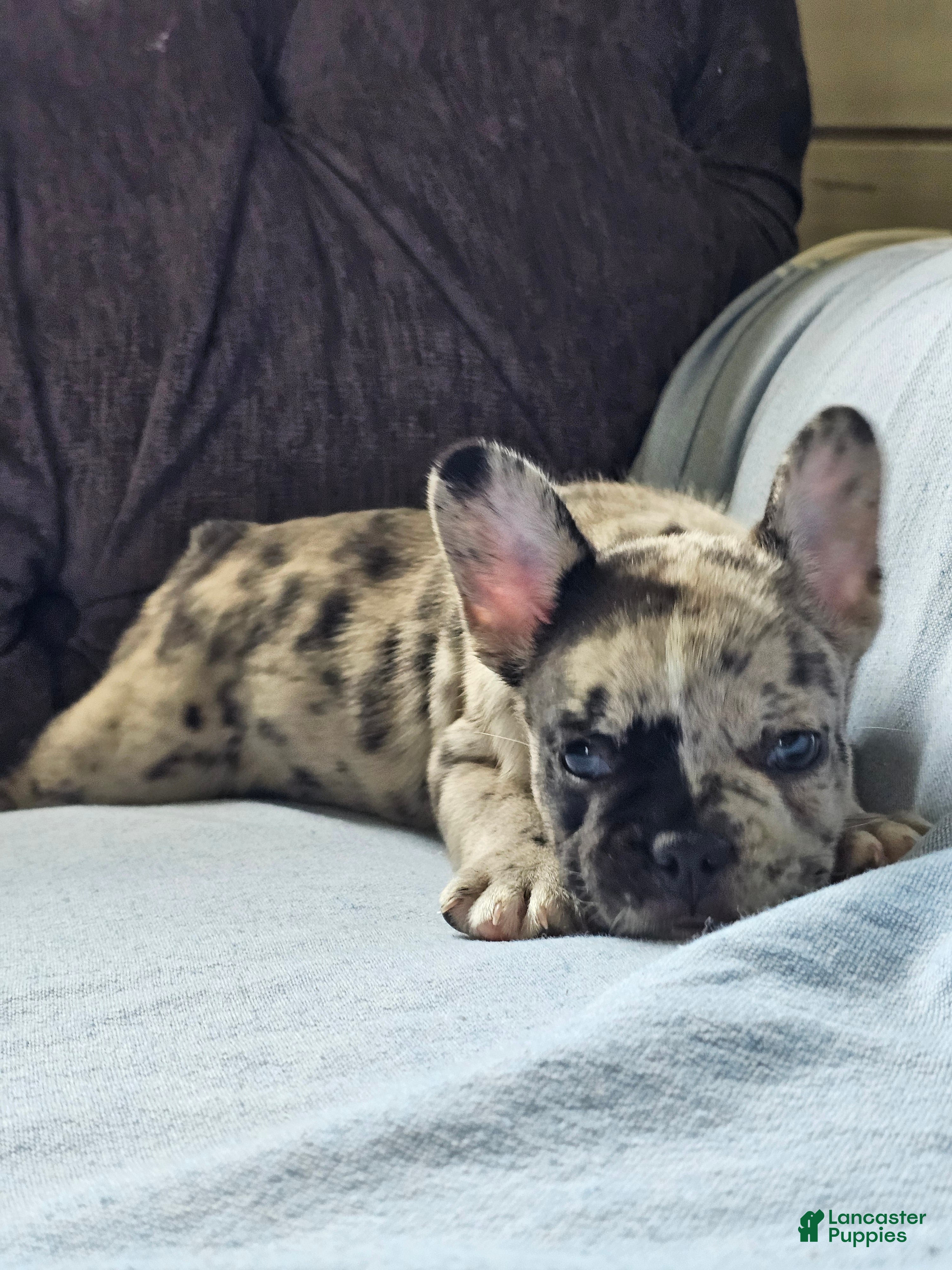 French Bulldog dogs French Bulldog 1 - Ad 2