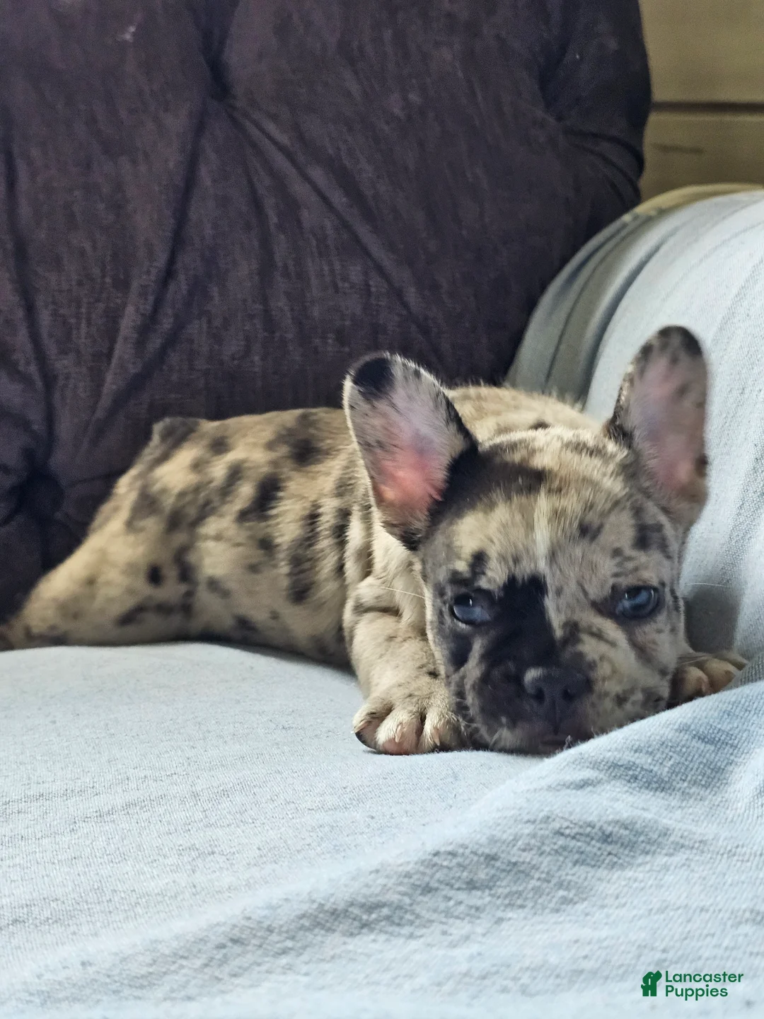 French Bulldog dogs for sale: French Bulldog 1 - Ad 2