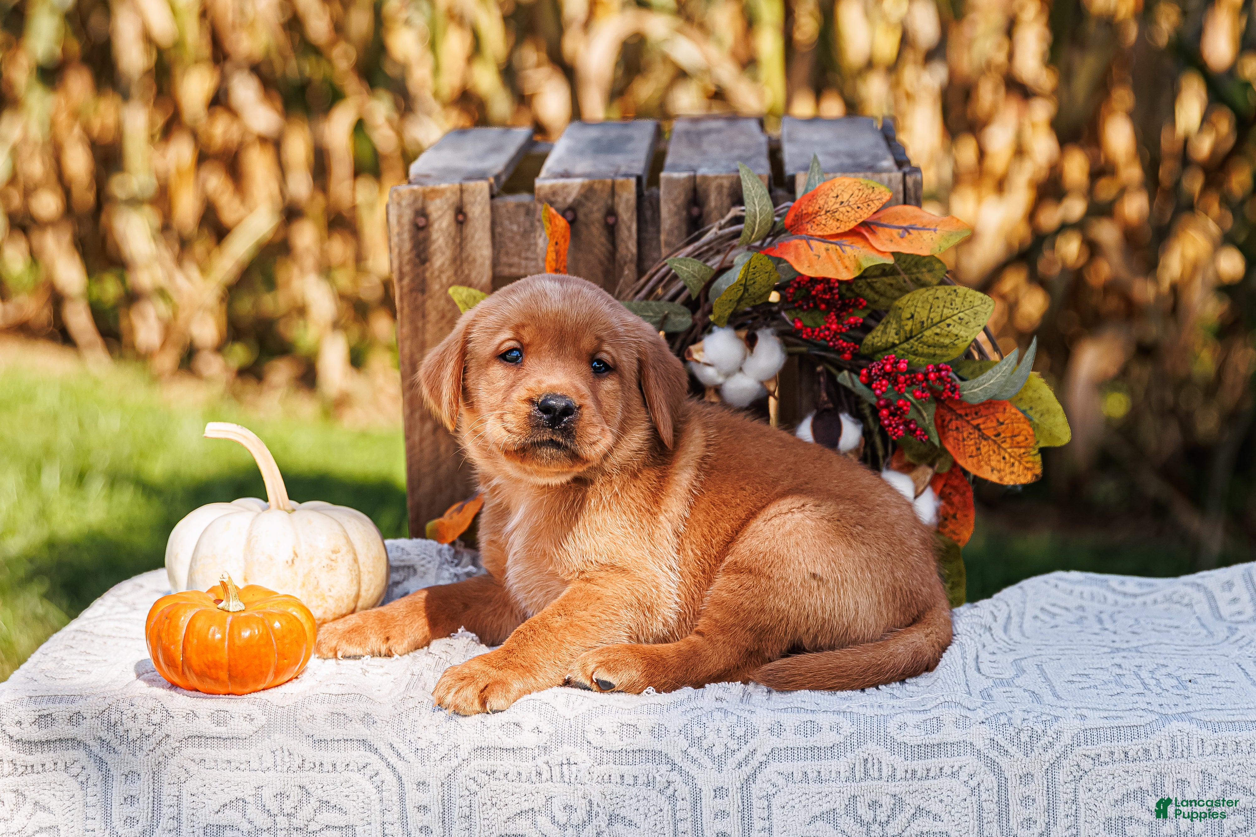 Labrador Retriever dogs Rusty, Labrador Retriever  - Ad 1