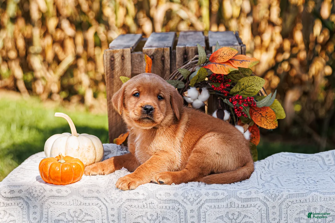 Labrador Retriever dogs for sale: Rusty, Labrador Retriever  - Ad 1