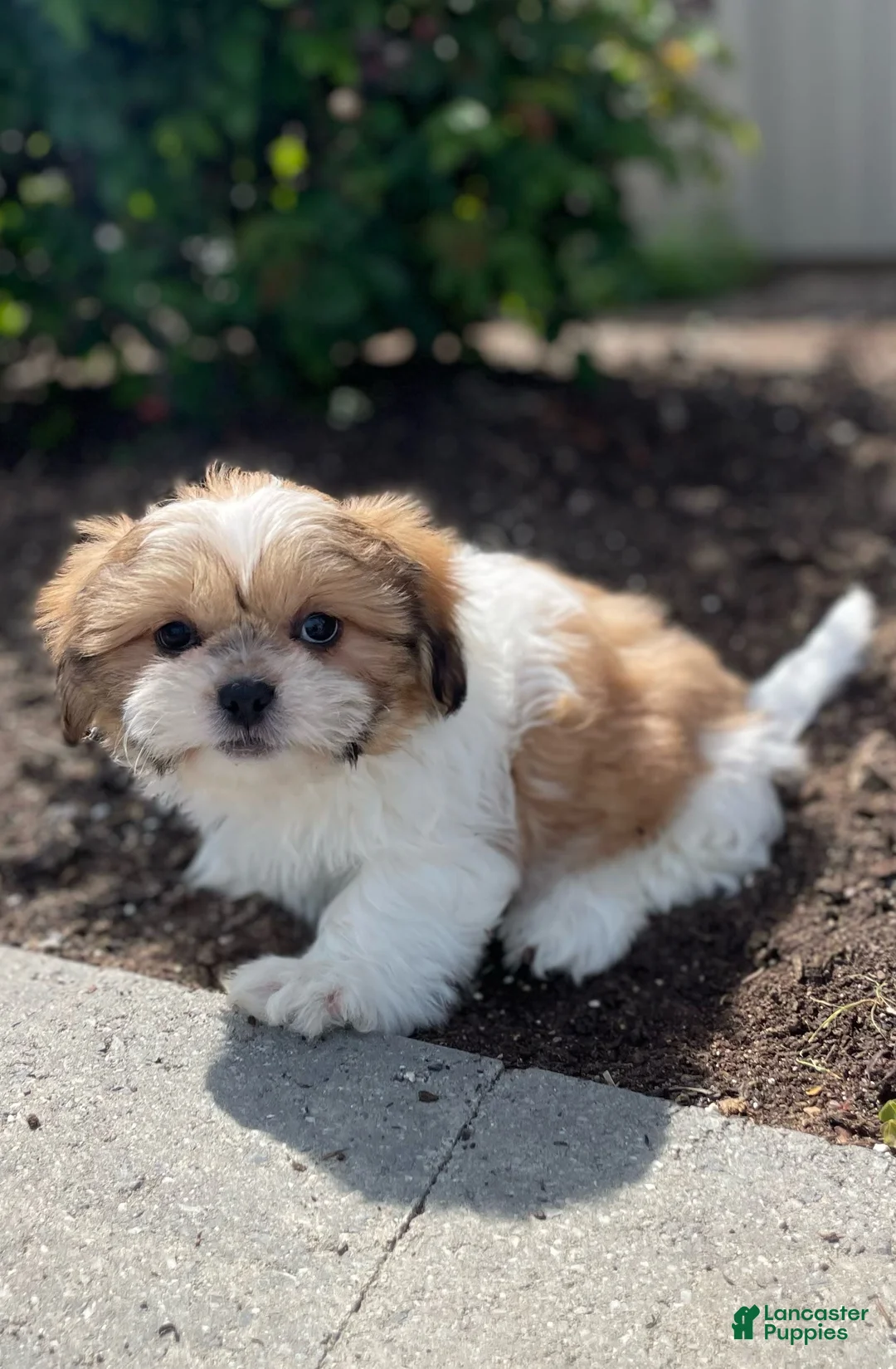 Shih Tzu dogs for sale: Snoopy - Ad 3