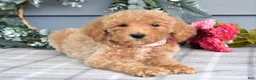 Goldendoodle dogs for sale: Fargo - Ad 7