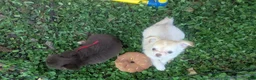 Chihuahua dogs for sale: Cherry LC Female  - Ad 1