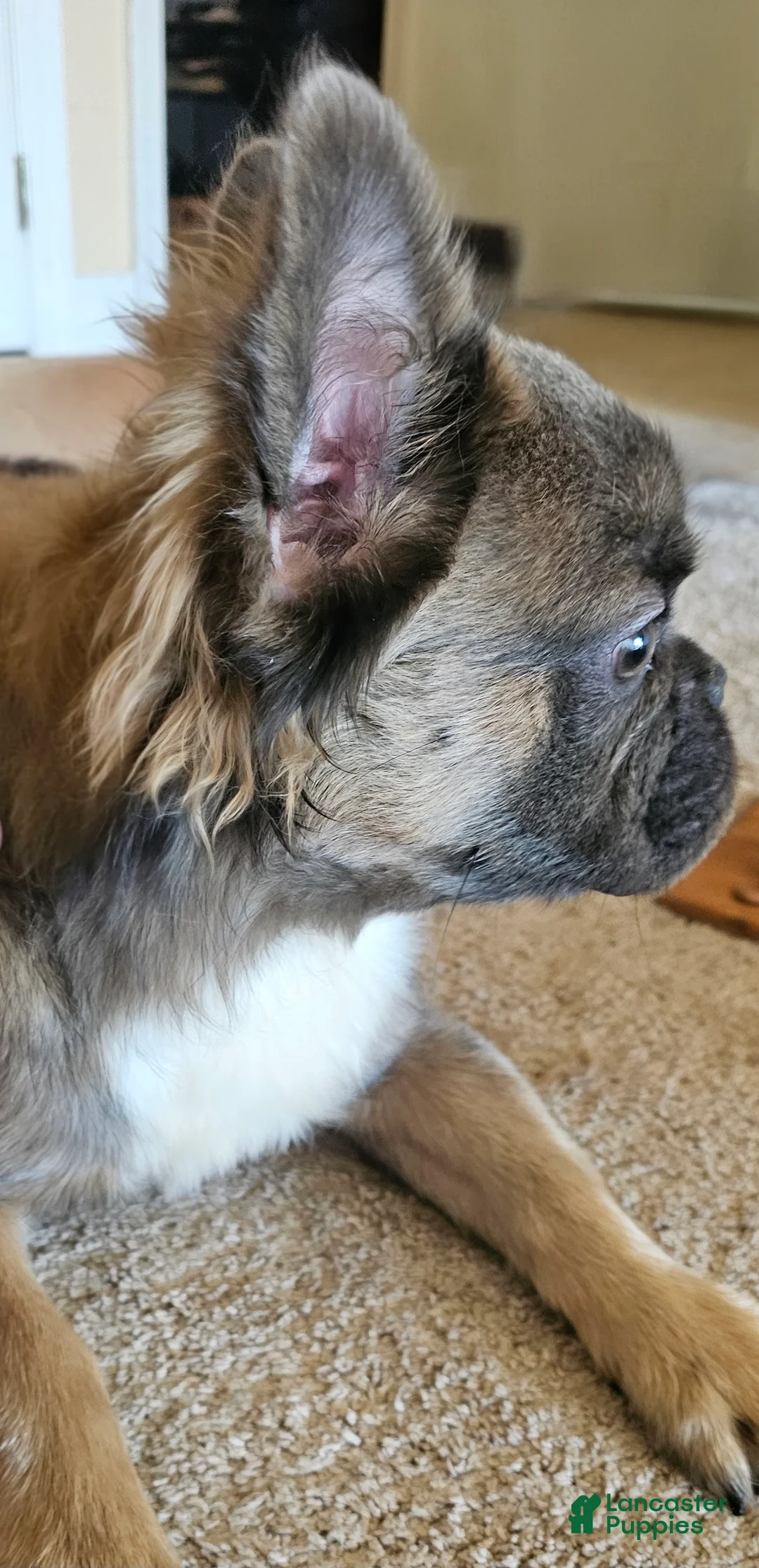 French Bulldog dogs for sale: Patron, that Guy - Ad 2