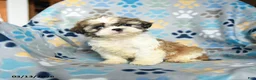 Shih Tzu dogs for sale: Wanda - Ad 5