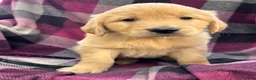 Golden Retriever dogs for sale: Puppy 1 - Ad 1