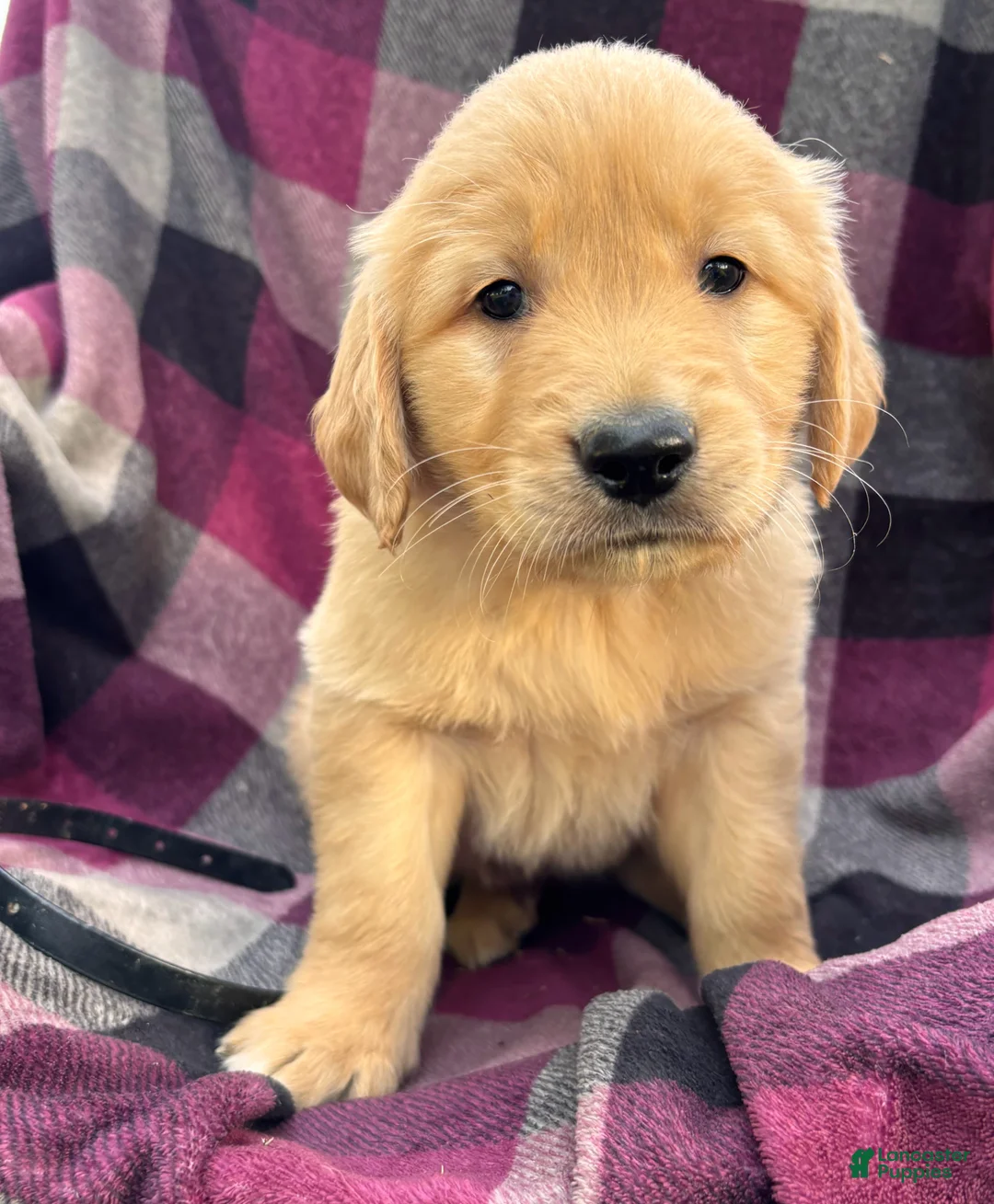 Golden Retriever dogs for sale: Puppy 1 - Ad 1