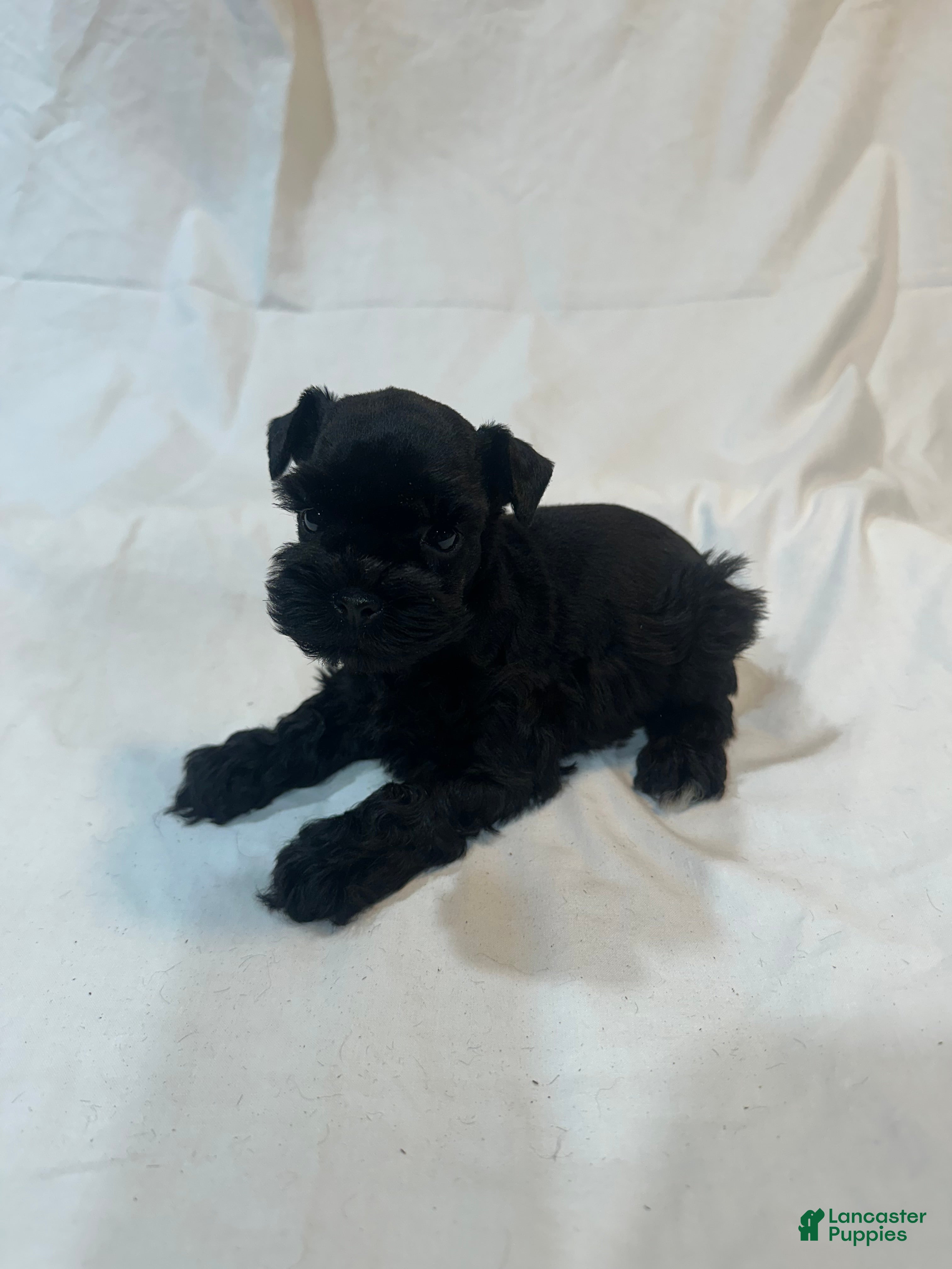 Miniature Schnauzer dogs Fynn - Ad 2