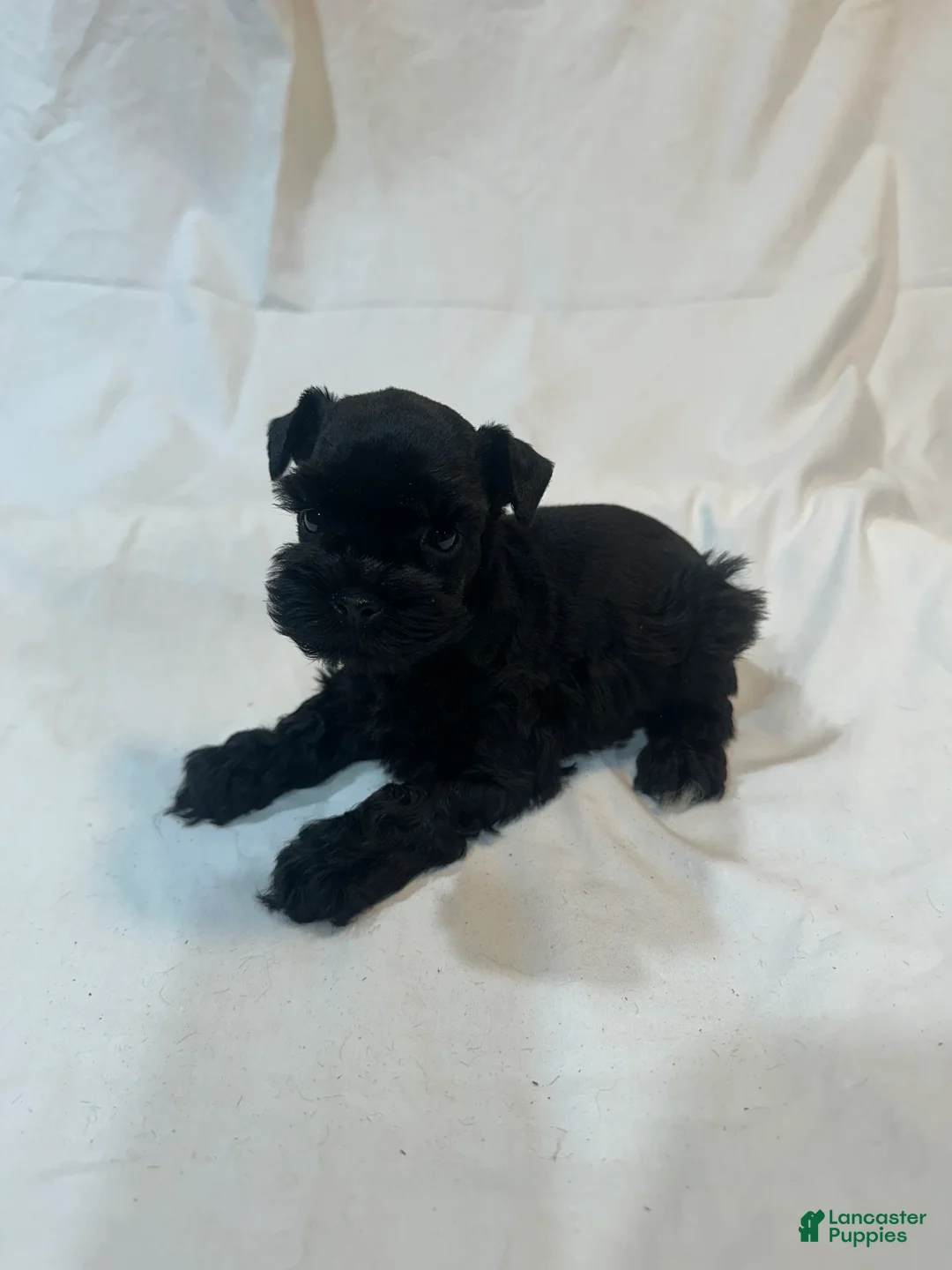 Miniature Schnauzer dogs for sale: Fynn - Ad 2