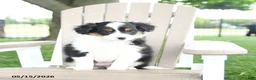 Mixed Breed dogs for sale: Rudi - Ad 5