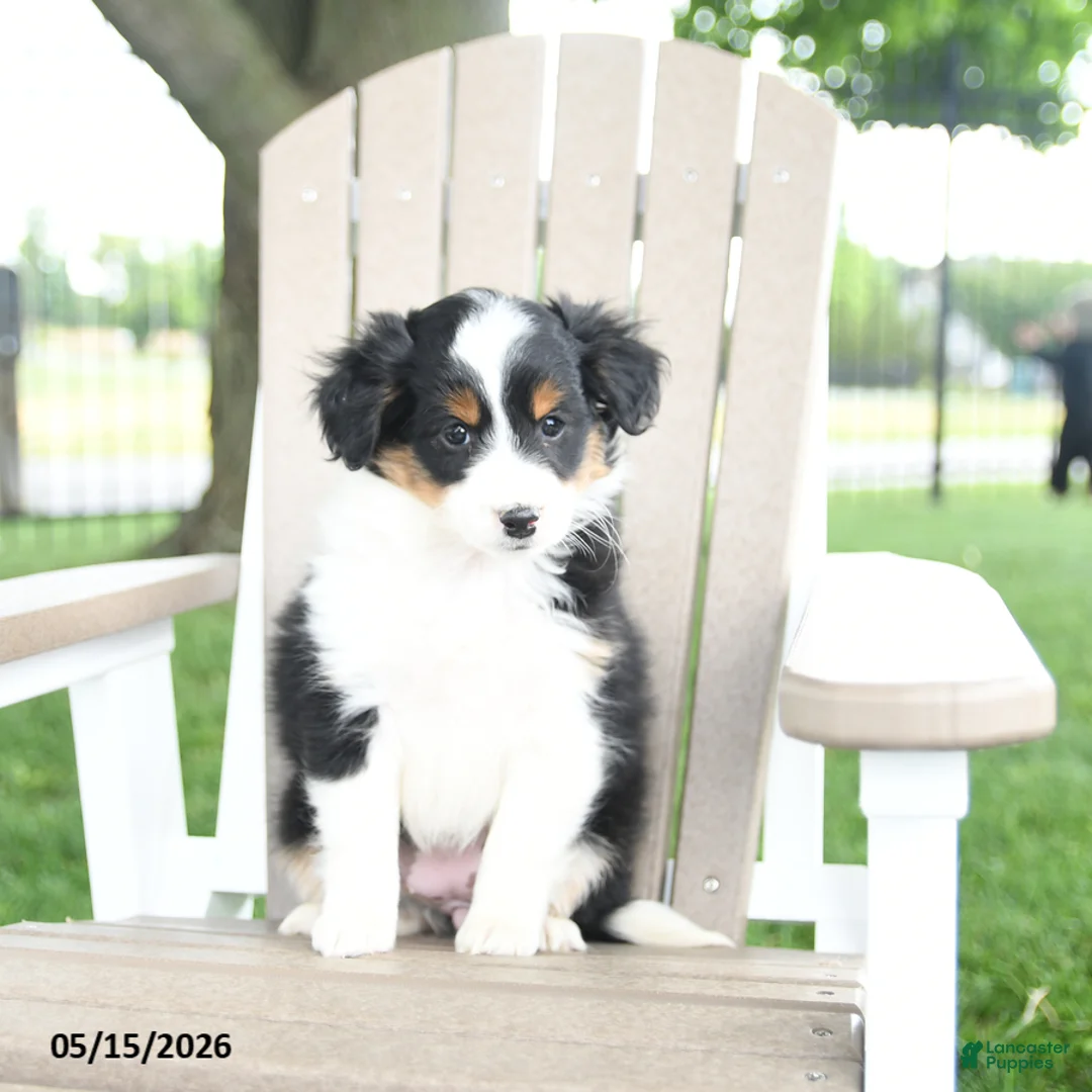 Mixed Breed dogs for sale: Rudi - Ad 5