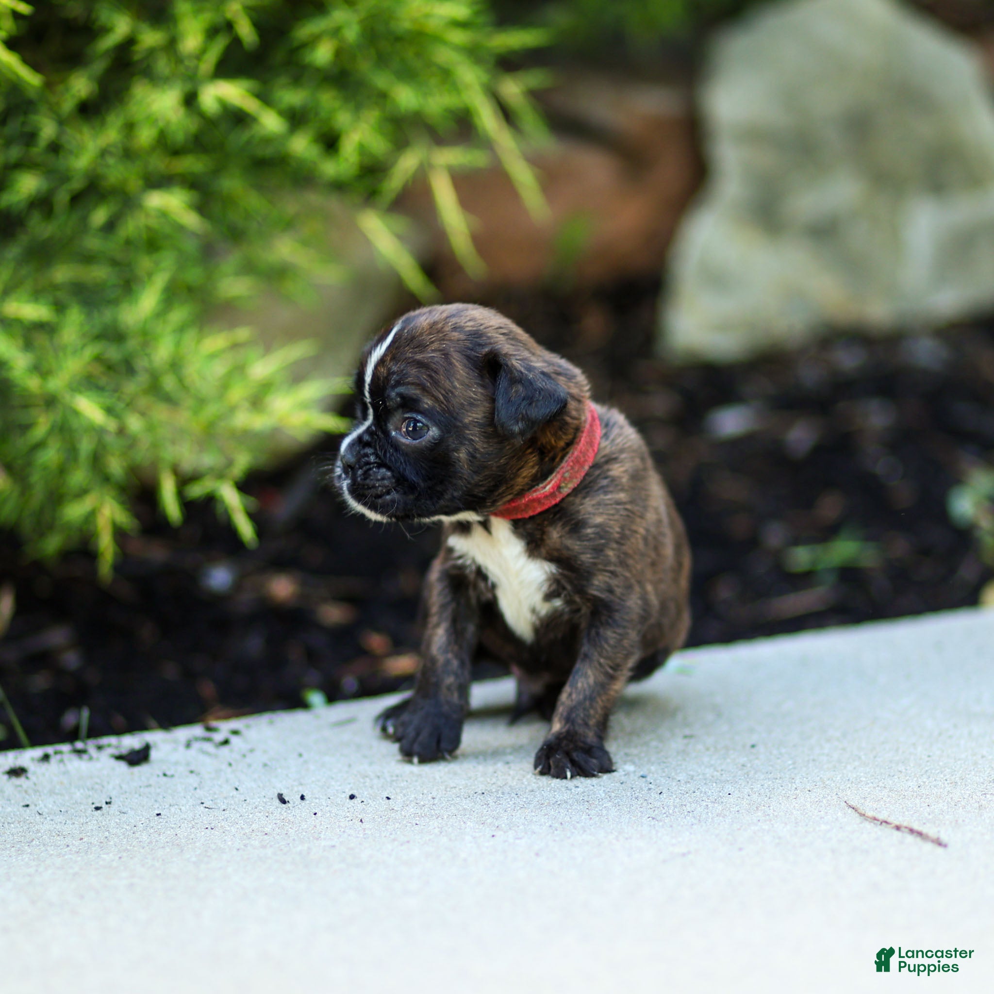 Boxer dogs Larry Boxer Puppy  - Ad 2