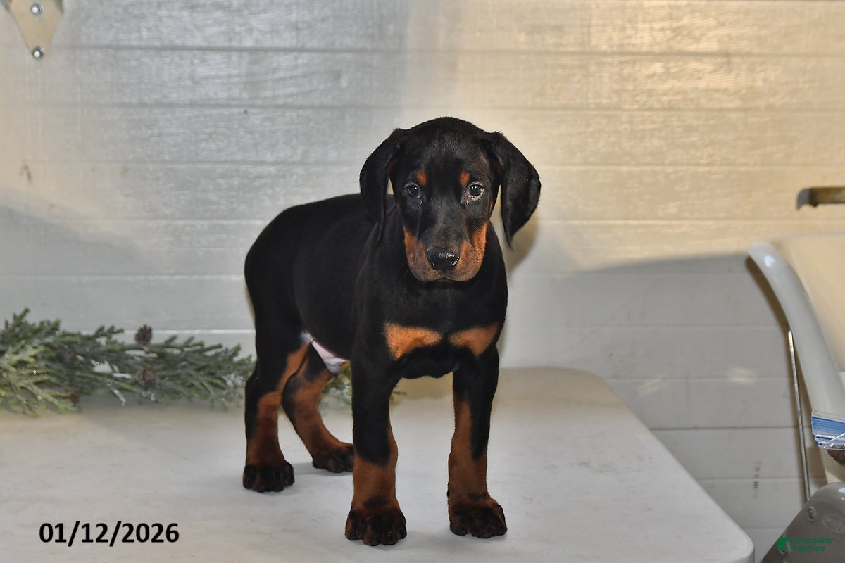 Doberman Pinscher dogs Jackson - Ad 2