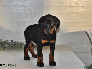 Doberman Pinscher dogs Jackson - Ad 2