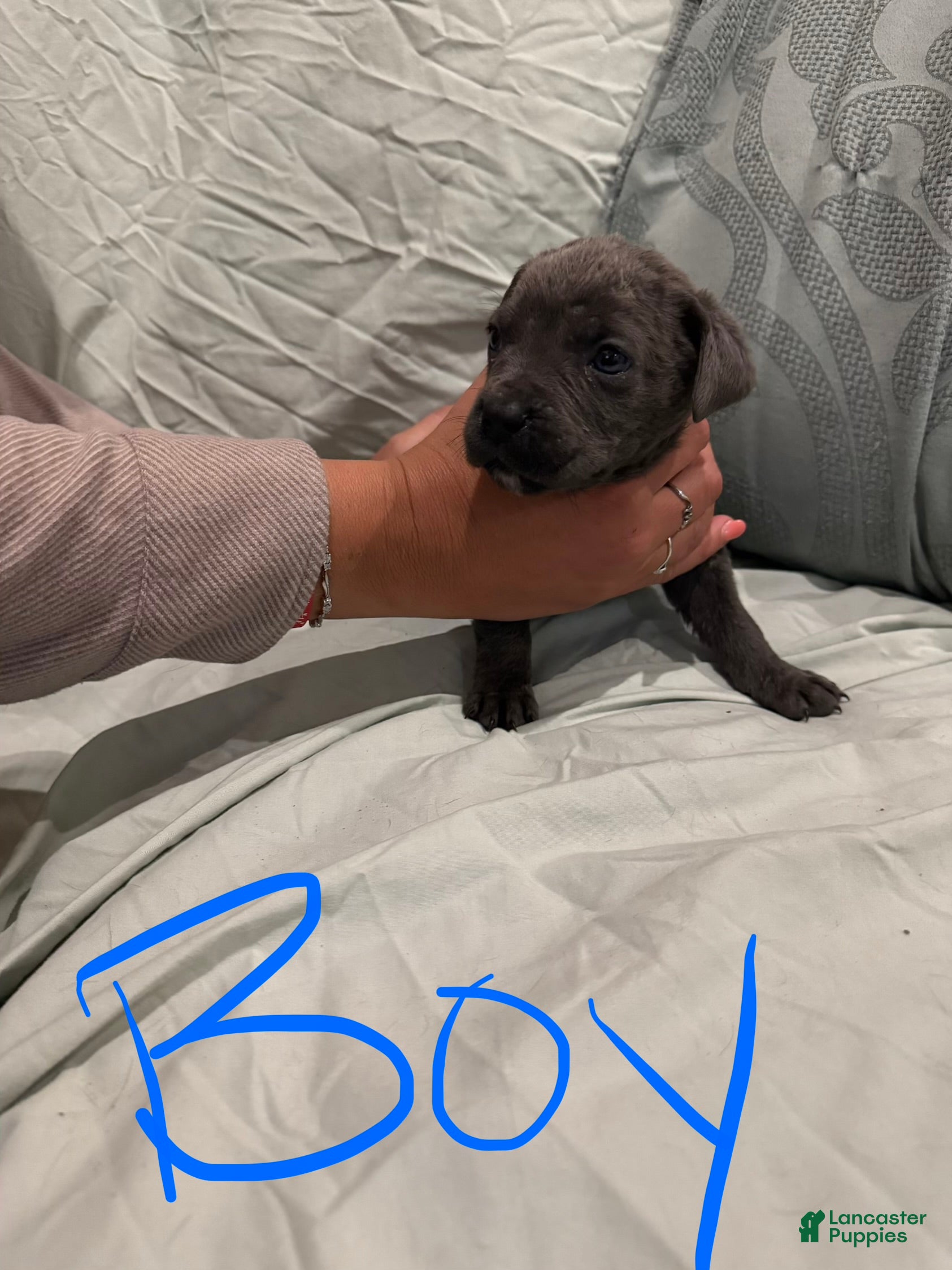 Cane Corso dogs Cane Corso Puppy 2 - Ad 38