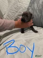 Cane Corso Puppy 2